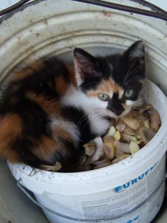 by mamala, кошка