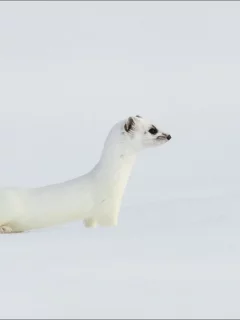зима, ласка