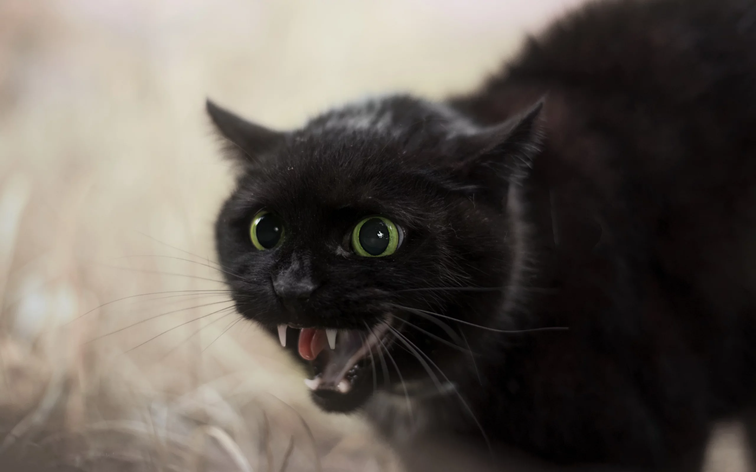 кот, шипит