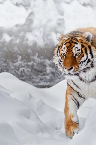 снег, тигр