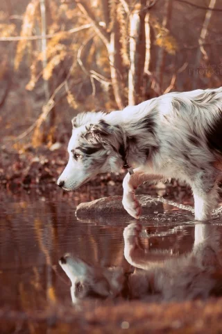 собака, вода