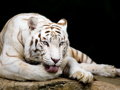 белый тигр, тигр