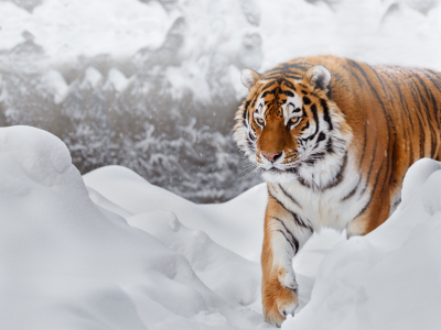 снег, тигр