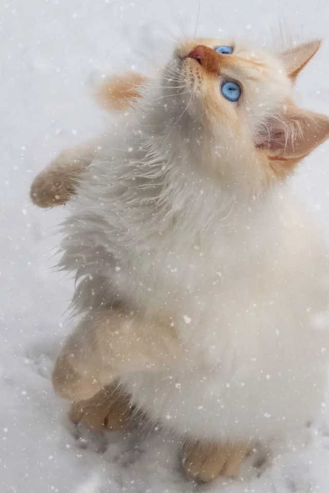 кот, снег