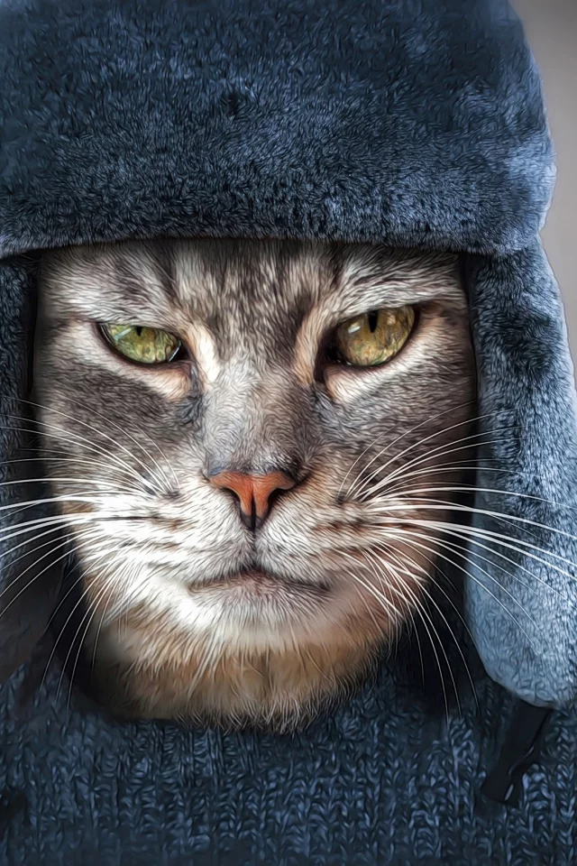 образ, кот