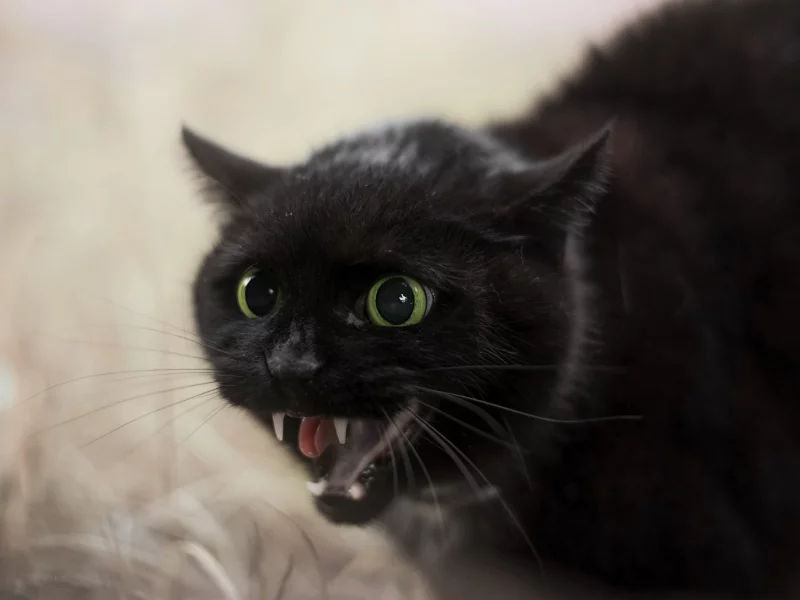 кот, шипит