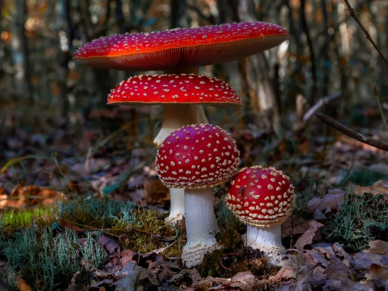 мухоморы, лес
