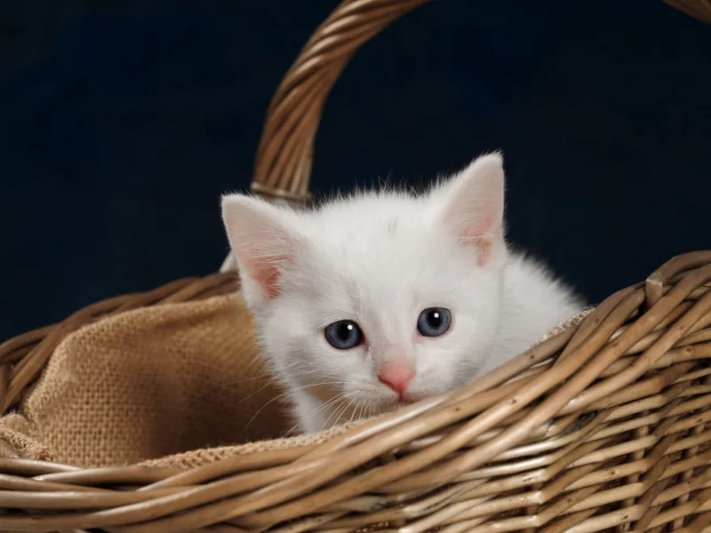 корзина, котёнок
