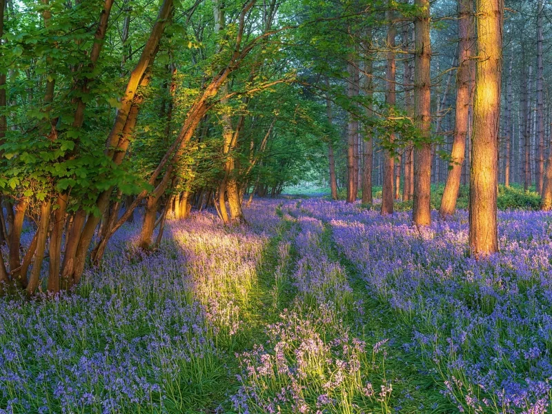 природа, пейзаж, красота
