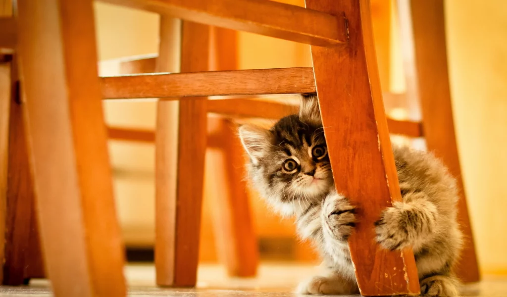 котёнок, под стулом