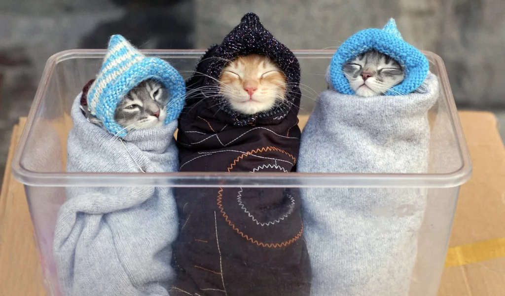 ляли, коты