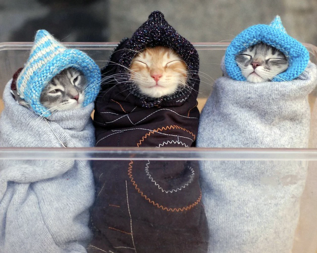 ляли, коты