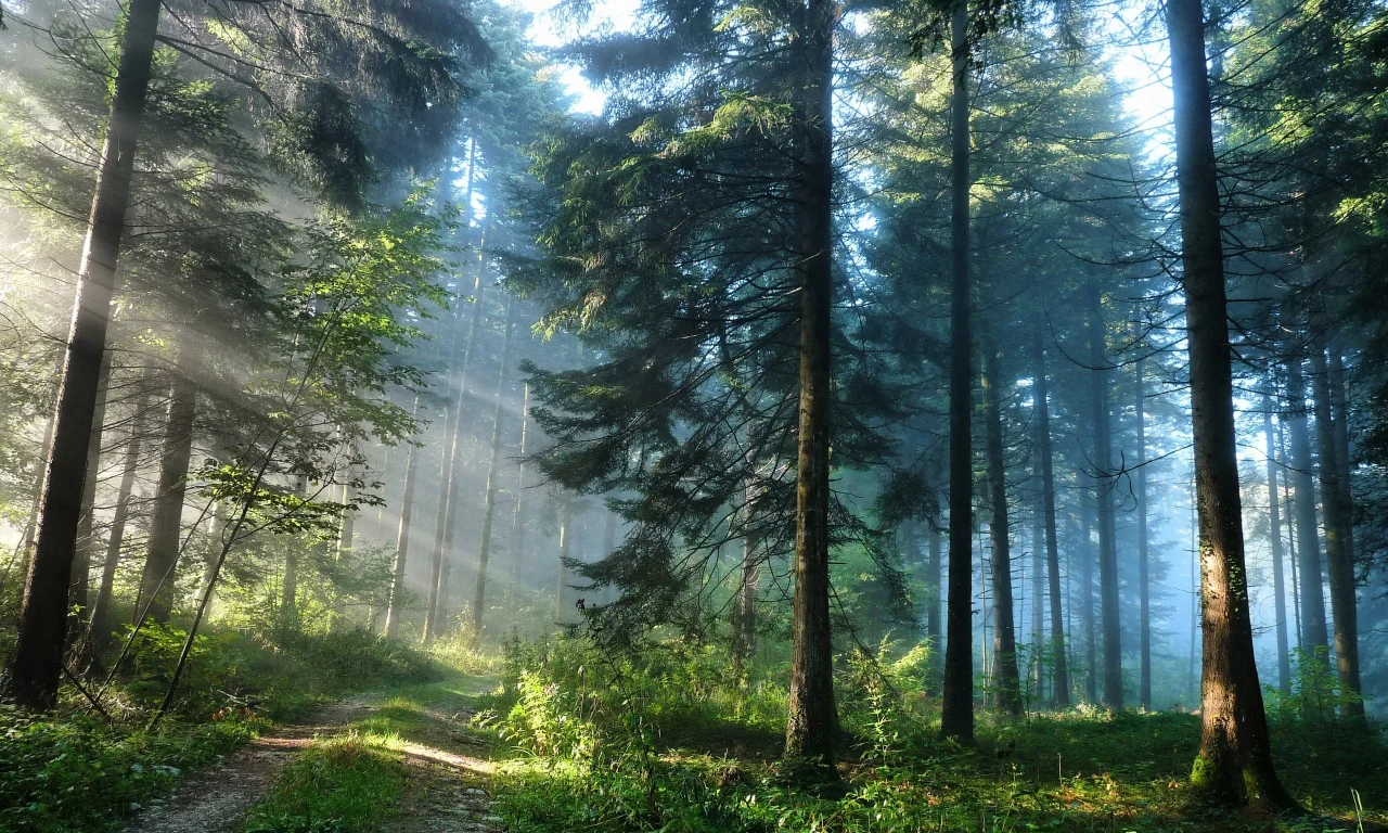 лес, туман, дорога