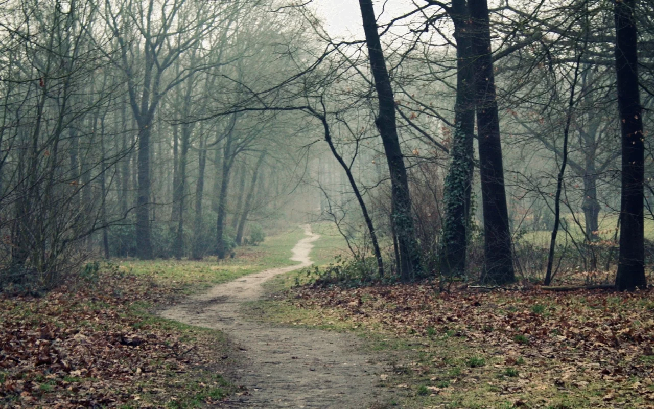 лес, дорога, дымка