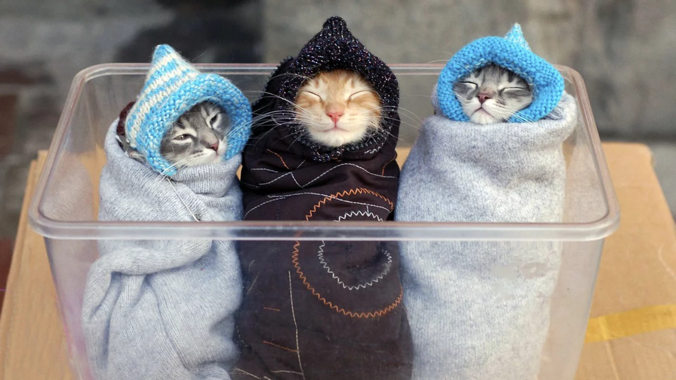 ляли, коты