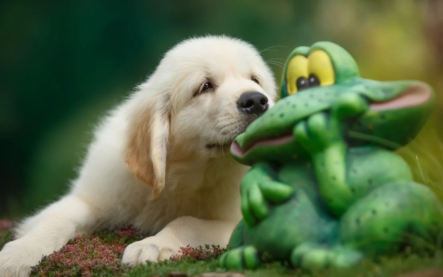 щенок, игрушка