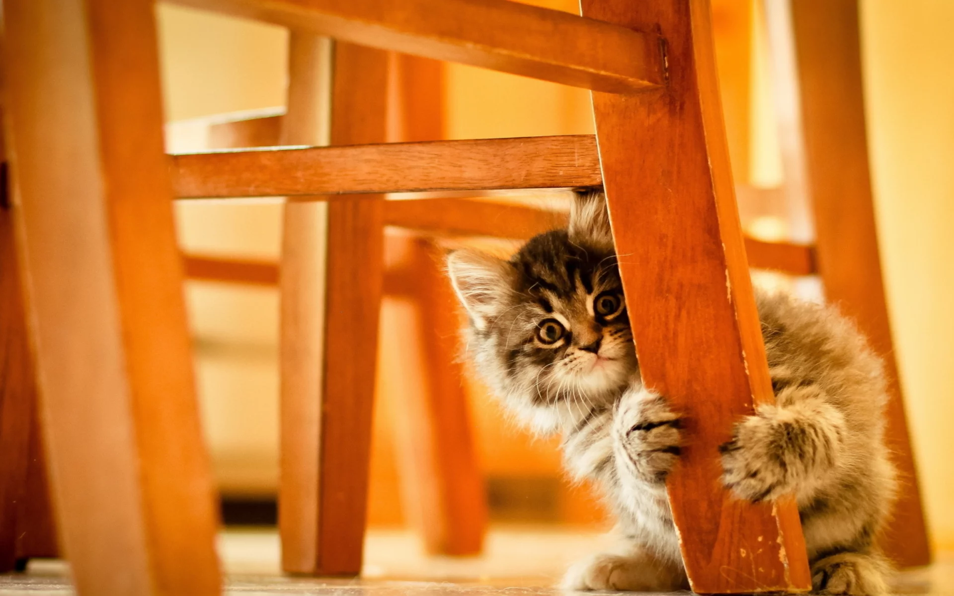 котёнок, под стулом