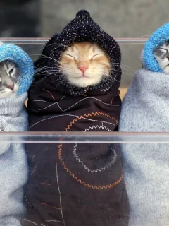 ляли, коты
