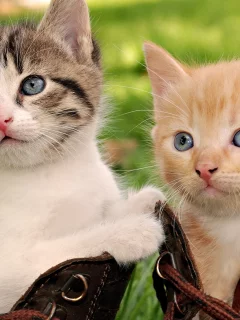 котята, в ботинках