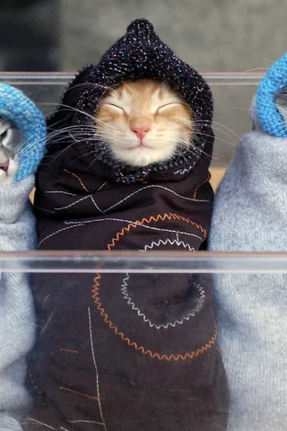 ляли, коты