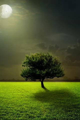 ночь, луна, поле, дерево