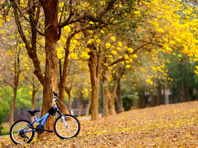 осень, деревья, листья, велосипед