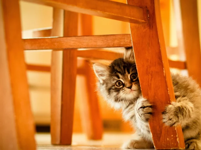 котёнок, под стулом