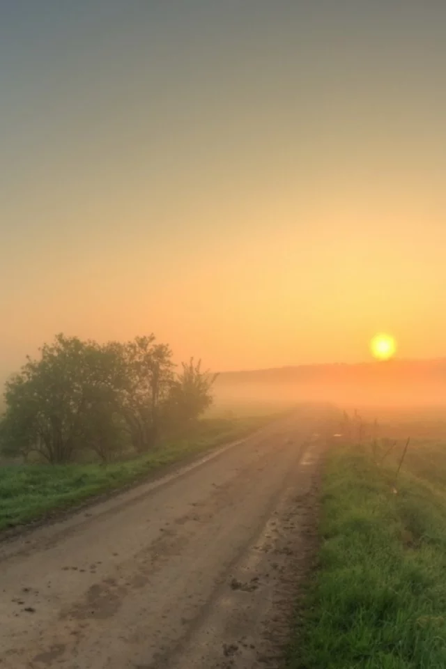 дорога, деревья, туман