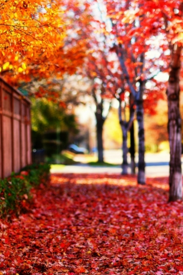 улица, деревья, листья, осень