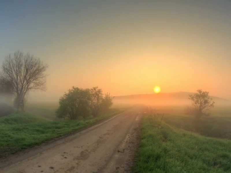 дорога, деревья, туман