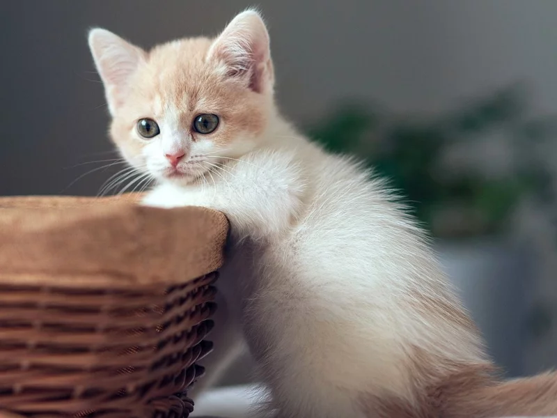 котёнок, корзина