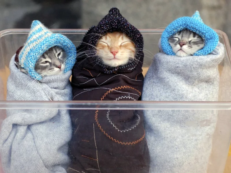 ляли, коты