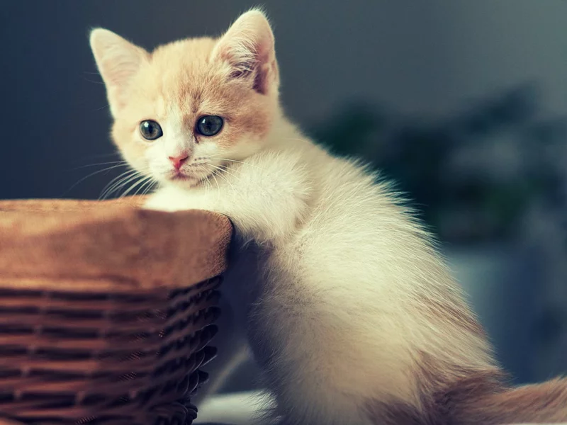 котёнок, маленький