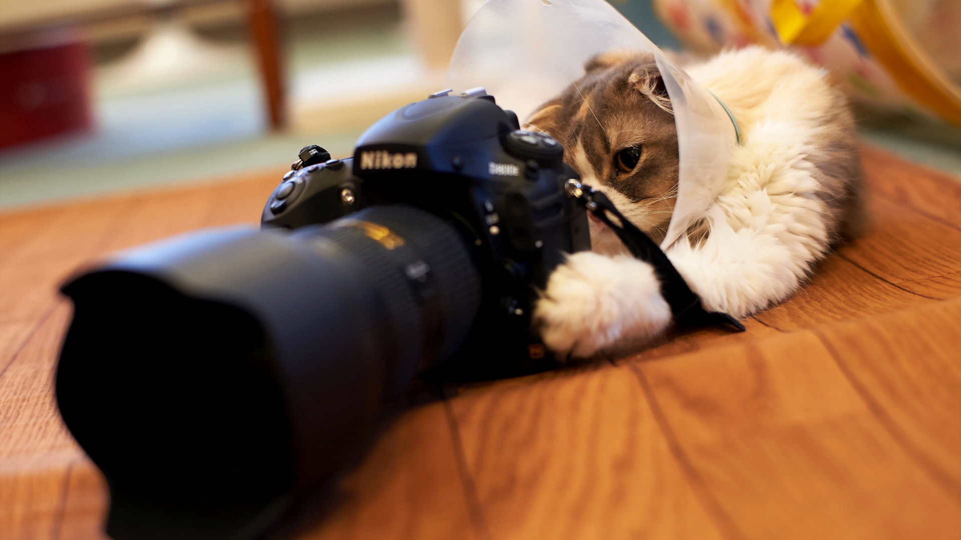 кот, фотоаппарат, объектив