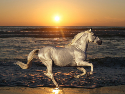 лошадь, закат, море