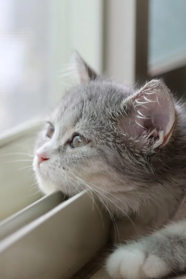 котёнок, у окна, на подконике