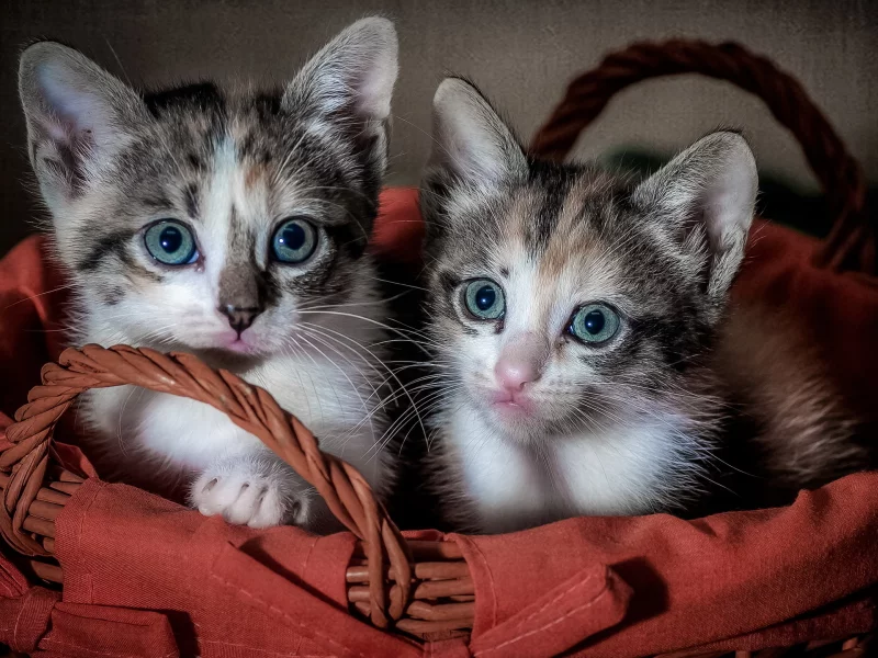 котята, корзина, смотрят