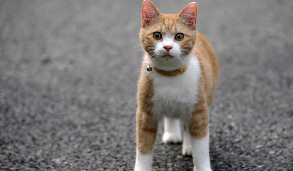 кошка, животные, взгляд