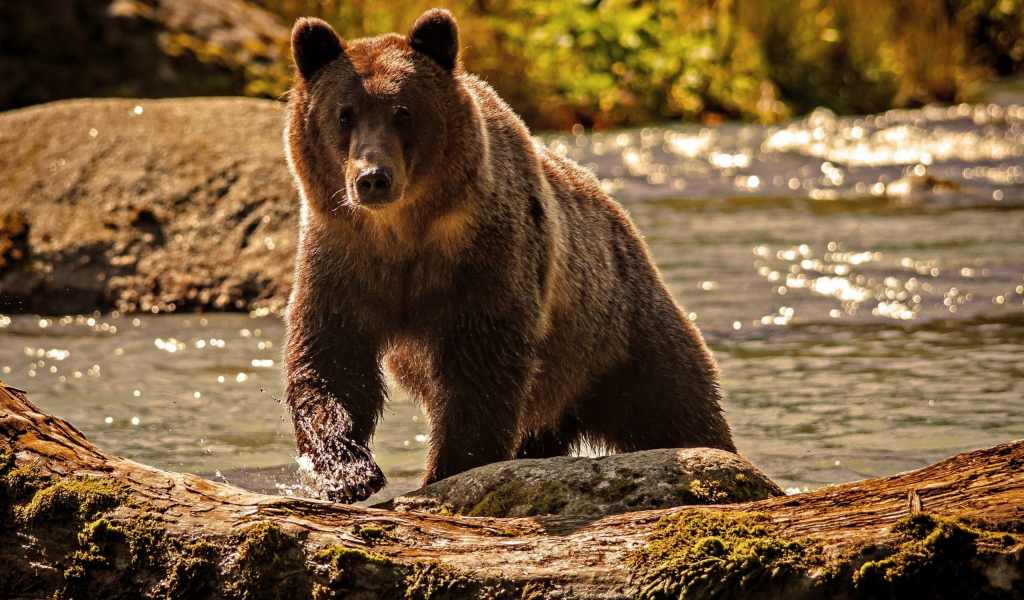медведь, берег, реки