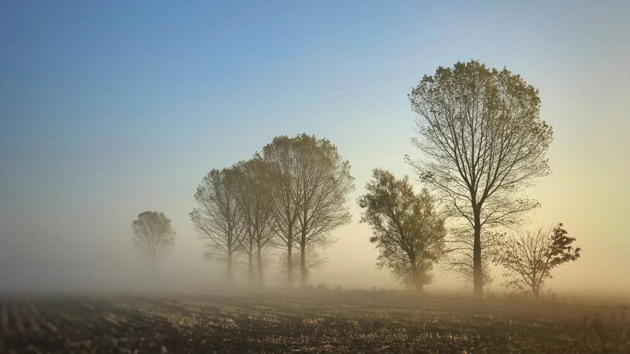 рассвет, деревья, туман