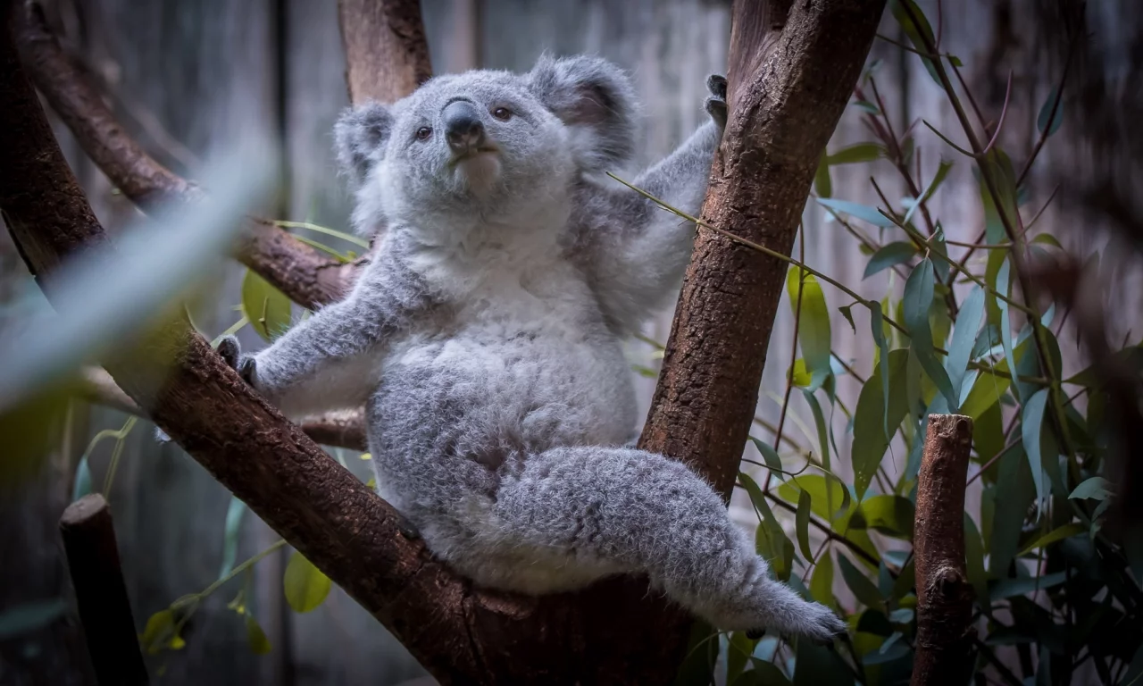 коала, дерево