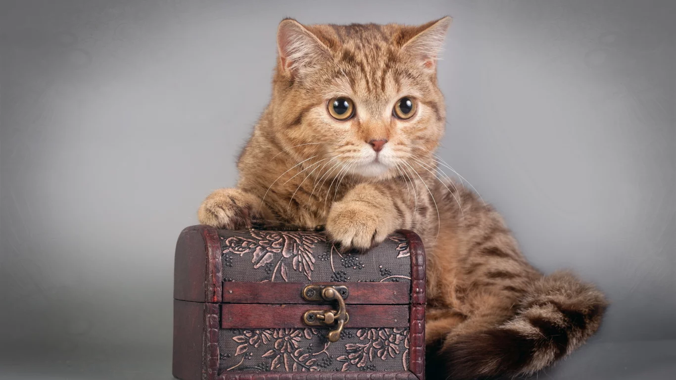 котенок, шкатулка