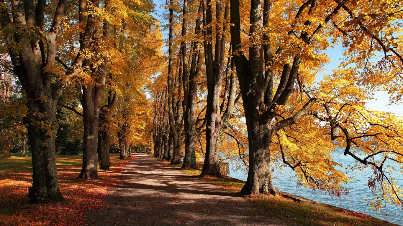 аллея, деревья, река