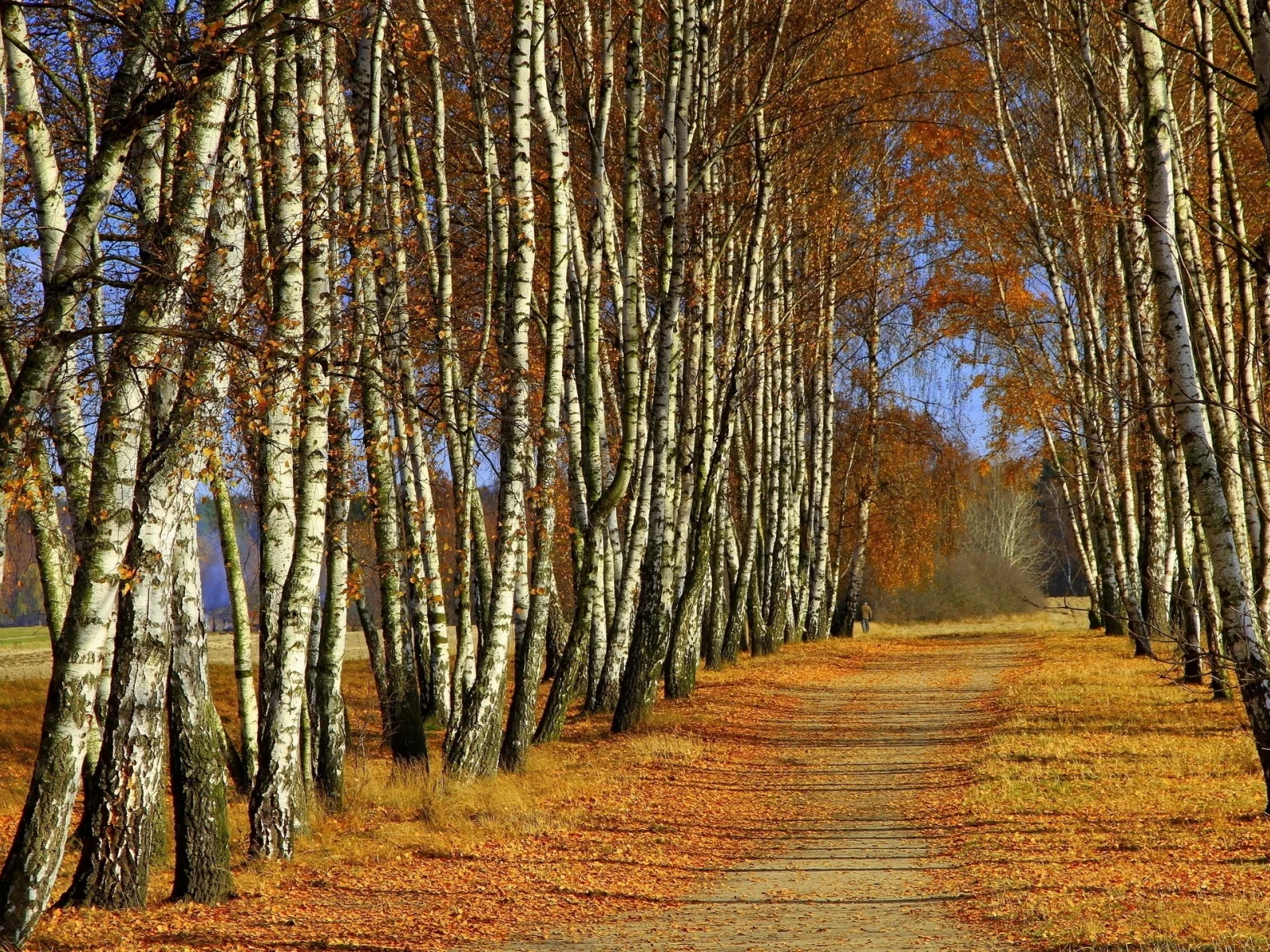 аллея, деревья, берёзы