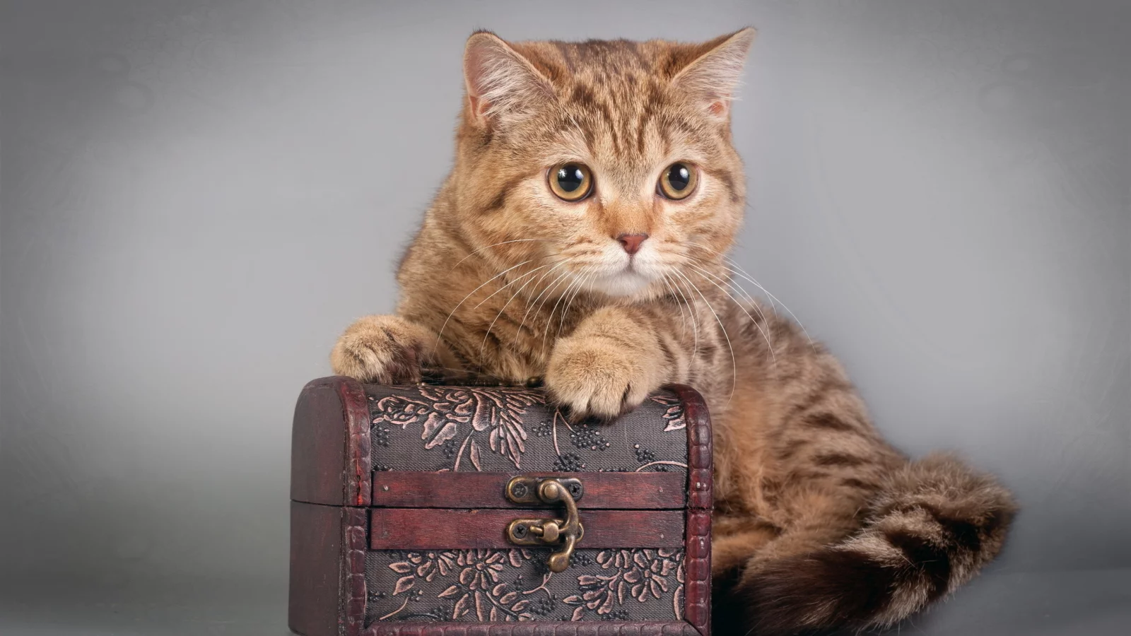 котенок, шкатулка