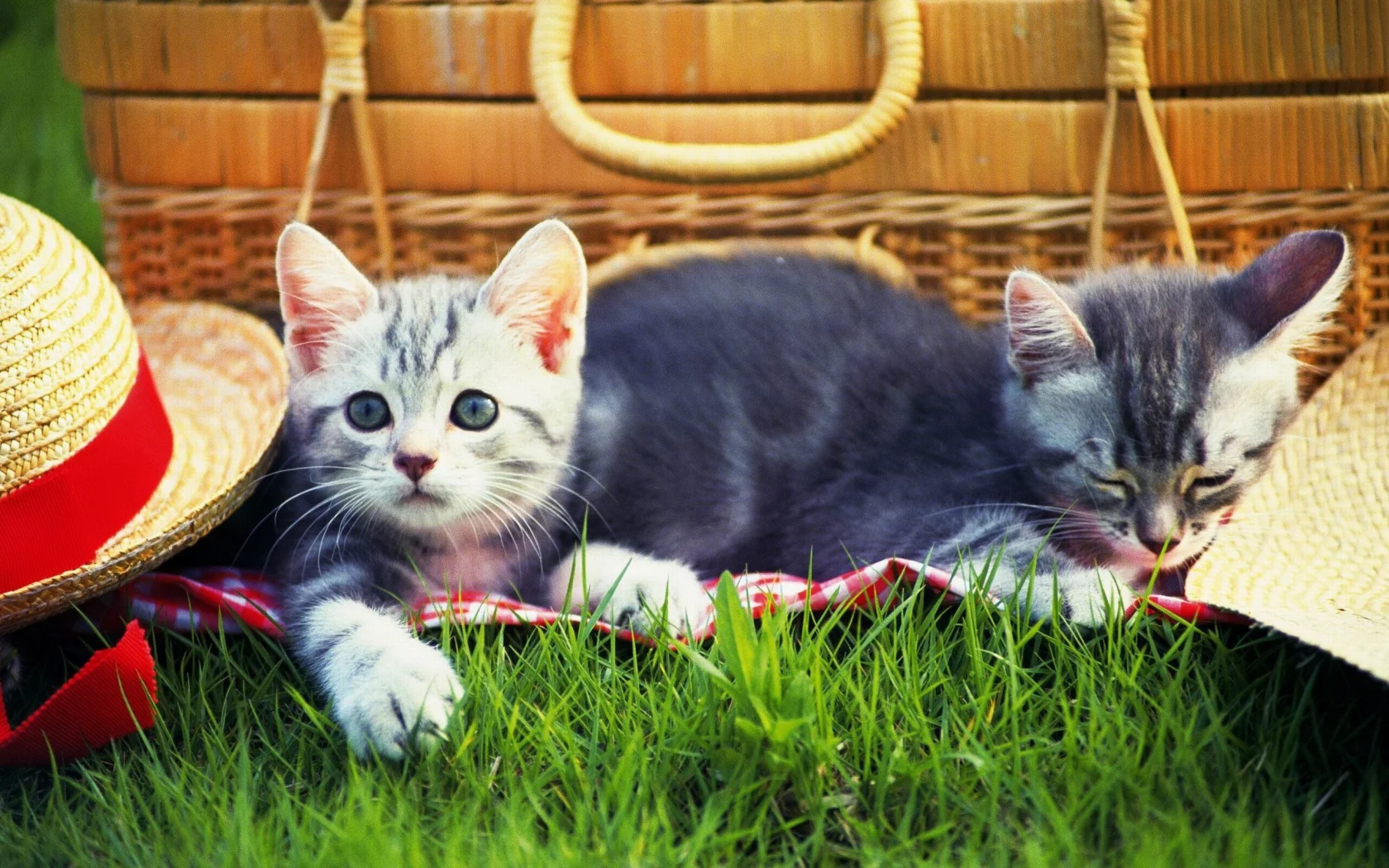 котята, трава
