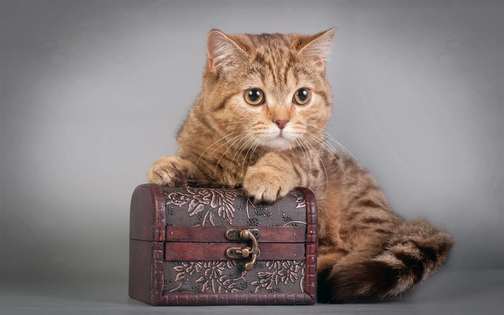 котенок, шкатулка