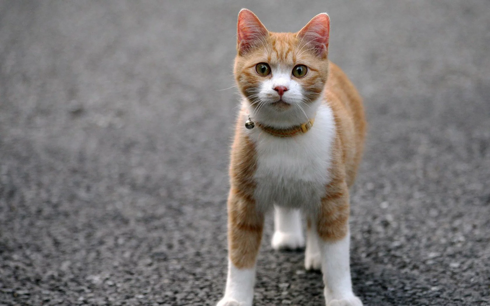 кошка, животные, взгляд