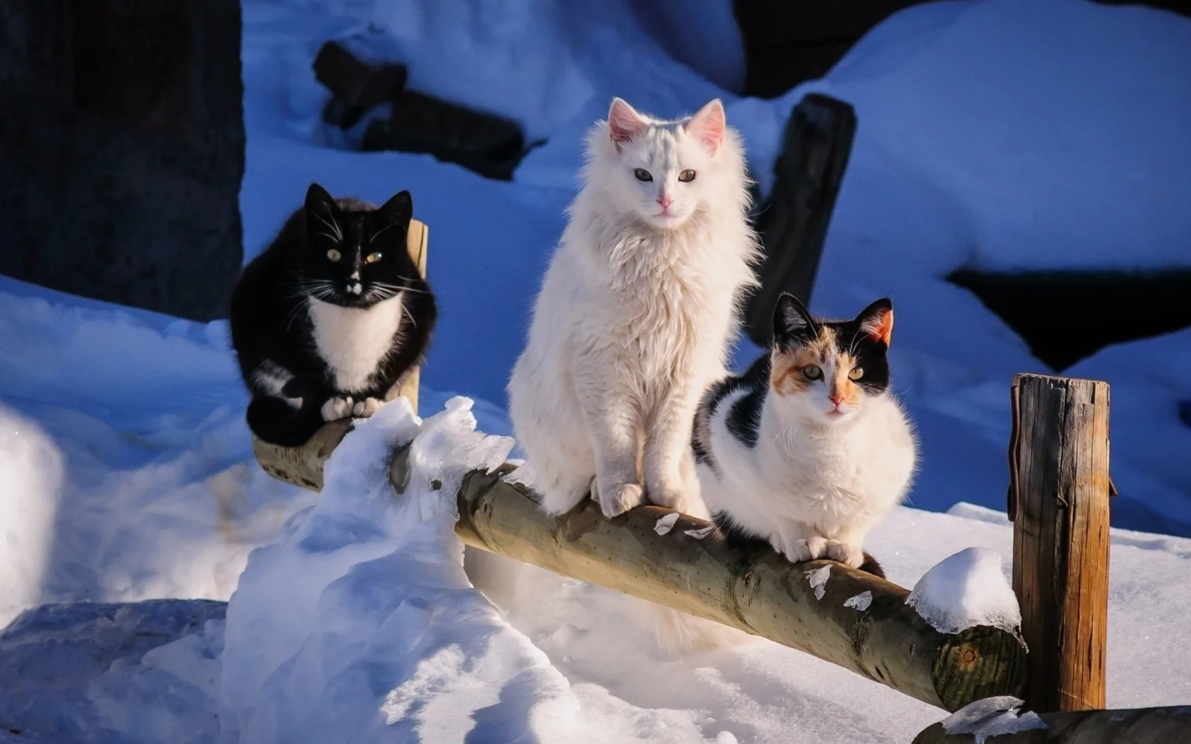 кошки, снег, зима