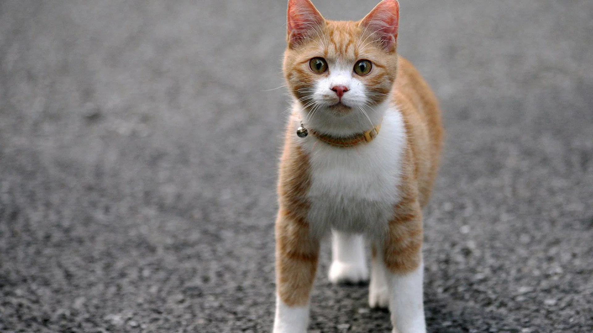кошка, животные, взгляд